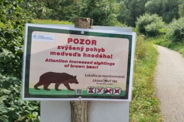 pohyb medveda hnedeho