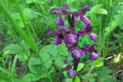 Rôzne druhy lúčnych orchideí