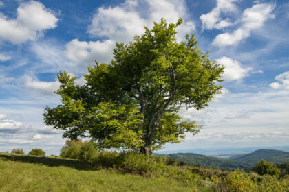 2. Bútľavý buk