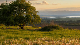 Poznáme víťaza ankety Strom roka 2025: Je ním 150-ročná jabloň z vrchu Diel na strednom Slovensku