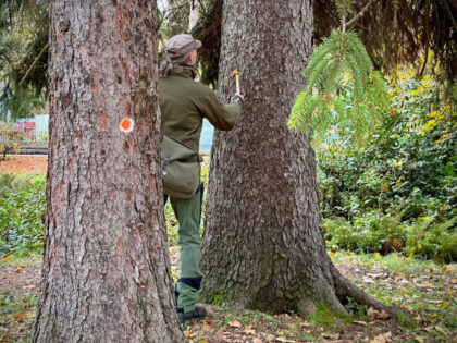Odborný prieskum stavu stromov v parku