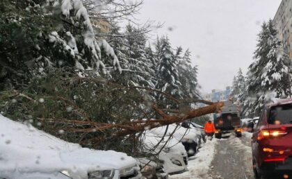 Padnuté stromy v meste