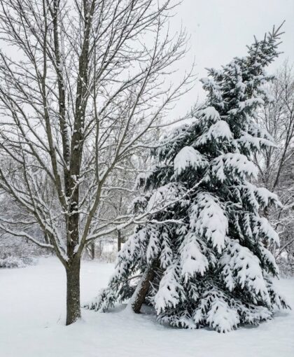 Porovnanie listnatý a ihličnatý strom v zime