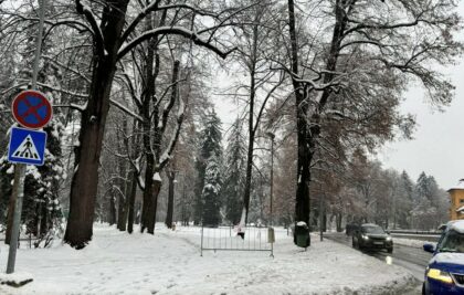 Stromy v mestskom parku