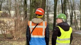 Odstraňovanie nebezpečných stromov v mestskom parku sa uskutočňuje pod dohľadom odborníkov