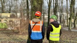 Odstraňovanie nebezpečných stromov v mestskom parku sa uskutočňuje pod dohľadom odborníkov