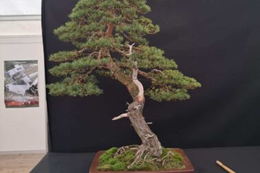 gardeniada2