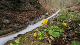 V sobotu bude tradičné plavenie dreva v Rakytove