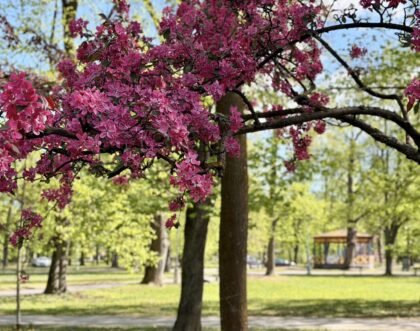 Mestský park